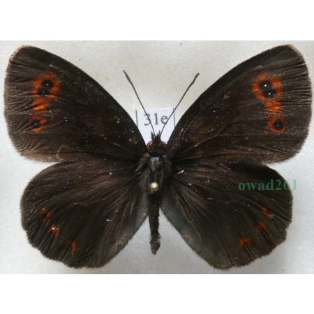 Erebia aethiops (Esper, 1777) Górówka medea Poland31e